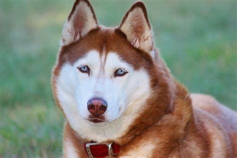 siberian hahasky|Siberian Husky Dog Breed Information .